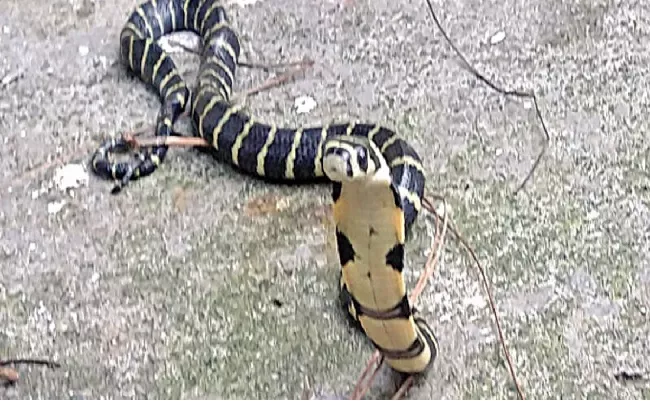 King Cobra at 2400 Meters Altitude Sets New Record - Sakshi