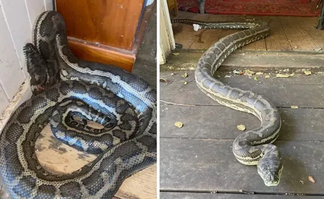 Two Pythons Fighting Over A Female - Sakshi