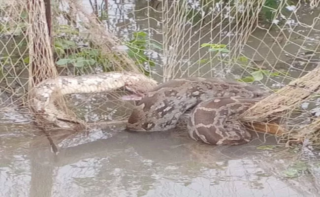 Python Found Trapped In Fishing Net - Sakshi