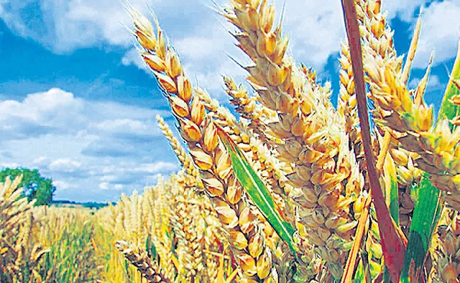 Govt hikes minimum support price for wheat and five other rabi crops - Sakshi