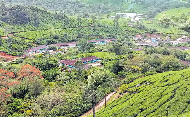 Munnar Tea Garden Special Story In Kerala - Sakshi