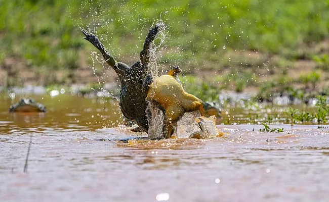 10 Inch Bullfrogs Rare Battle In South Africa - Sakshi