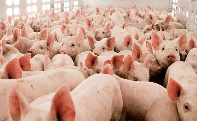 Assam To Cull 12000 Pigs As African Swine Fever Spreads - Sakshi