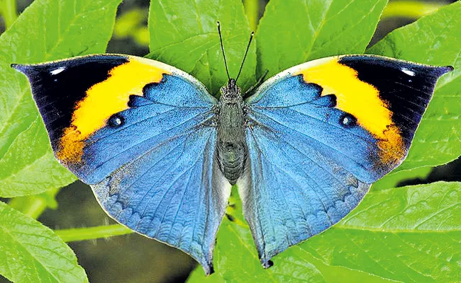 Andhra butterflies in a beauty contest - Sakshi