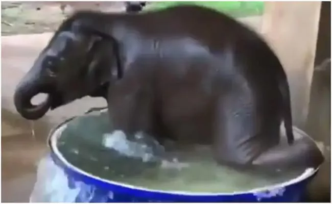 Elephant Calf Enjoys Bathing In Tub Filled With Water Trending - Sakshi