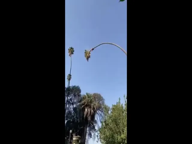 Man Cuts Palm Tree Twitter Video Gone Viral