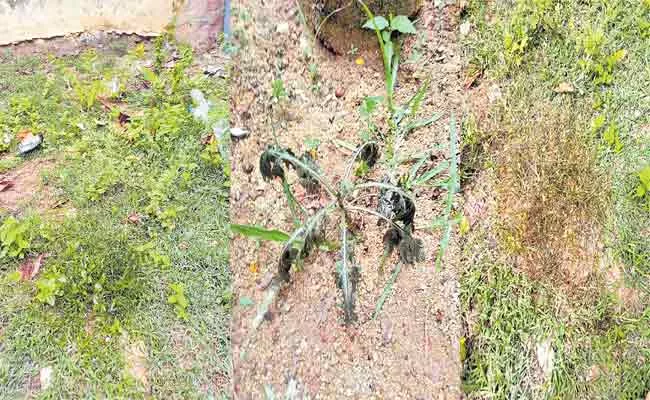 Weed Control With Leaf Juice Agriculture In Sakshi Sagubadi