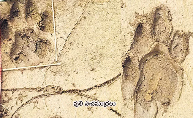 A Tiger is Roaming in the Forests of Bhupalpally District - Sakshi