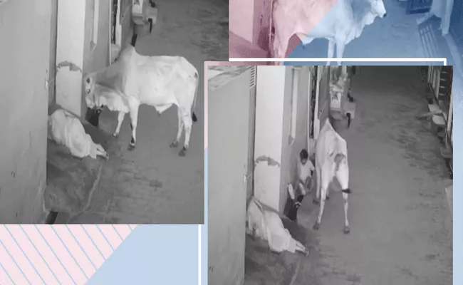 A Boy Saves His Grand Mother From Mad Bull in Haryana - Sakshi