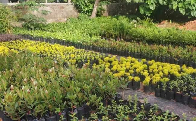 Private Nurseries Also Follow Department Of Horticulture Rules - Sakshi