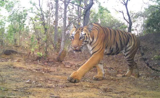 K4 Tiger Unhealthy Condition In Adilabad District - Sakshi