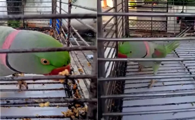 Talking Parrot Died In Bhainsa - Sakshi