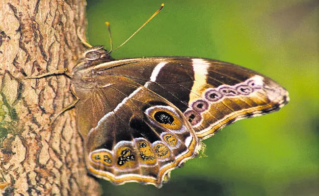 Six New Butterfly Species In Mulapadu Zone - Sakshi