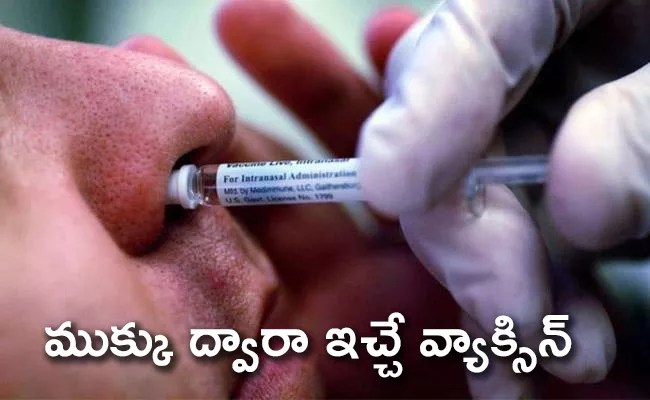 Nasal Spray Corona Virus Vaccines May Be More Effective - Sakshi