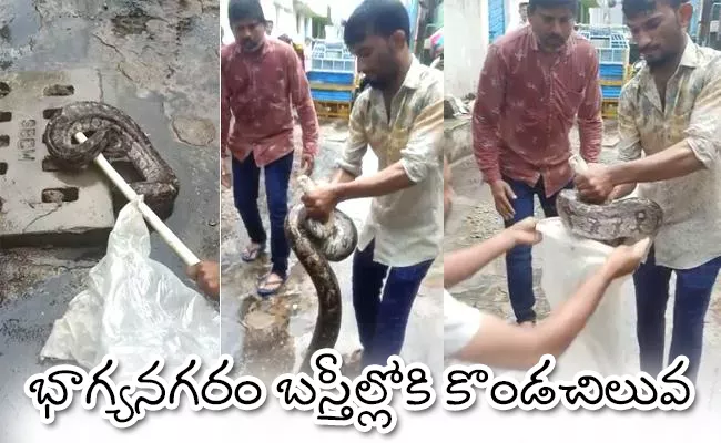 Python Rescued In Hyderabad At Puranapul - Sakshi