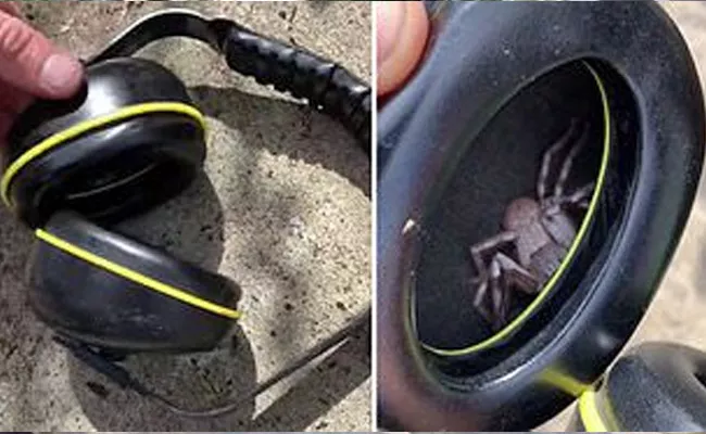 Video Of A  Big Spider Inside Headphones Gets Viral In Social Media - Sakshi