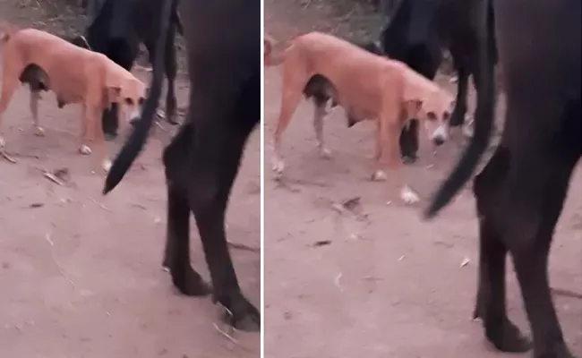 Dog Gave  Milk To Calf  In Nirmal, Adilabad  Goes Viral In social media - Sakshi