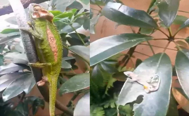 Viral Video Chameleon Giving Birth To Baby - Sakshi