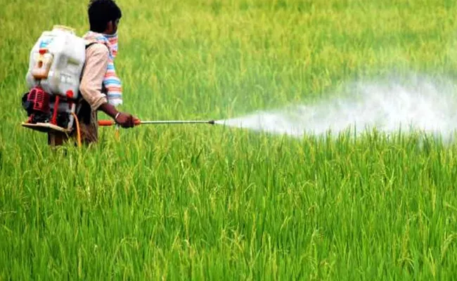 Prohibited Glyphosate Sales  Are Still  Contineous In State - Sakshi