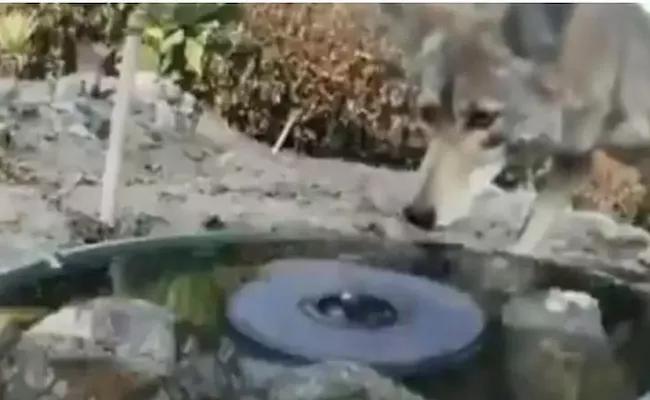 Several Animals Drink From Water Hole To Quench Thirst Video Viral - Sakshi