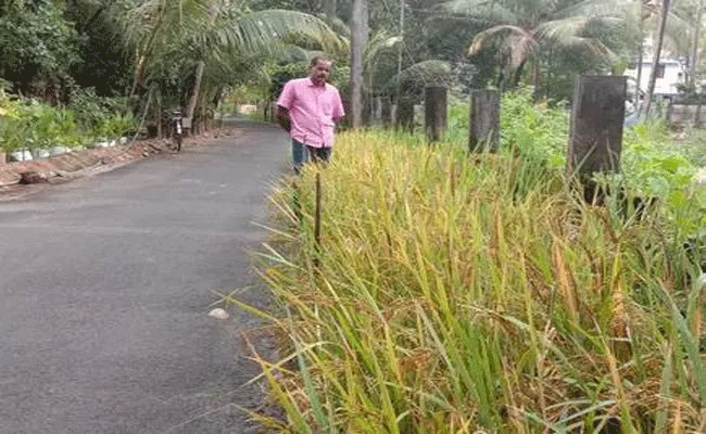 Bus Driver Cultivated Paddy And Vegetables On Roadside In Kerala - Sakshi