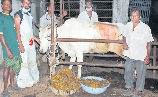 Doctor Removes 80 Kgs Polythene Waste From Cow Stomach In Patancheru - Sakshi