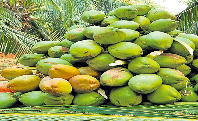 European ‌Union efforts to import coconuts from Andhra Pradesh - Sakshi