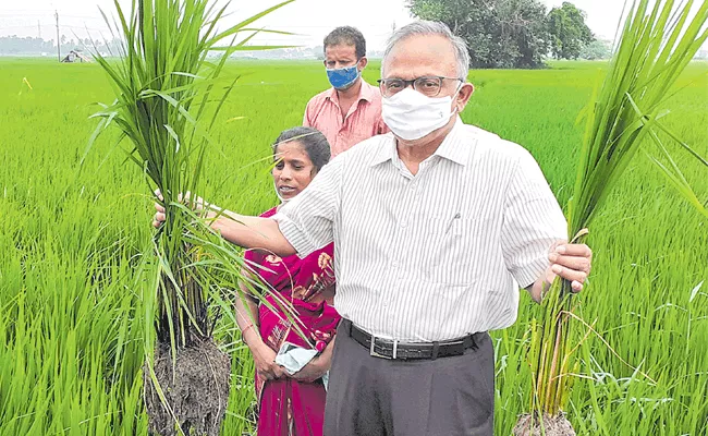 Vijayakumar Says Rice Natural Farming Benefits To Farmers In Sagubadi - Sakshi