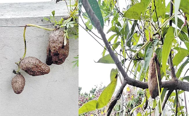 Dioscorea Bulbifera Air Potato In Sagubadi - Sakshi