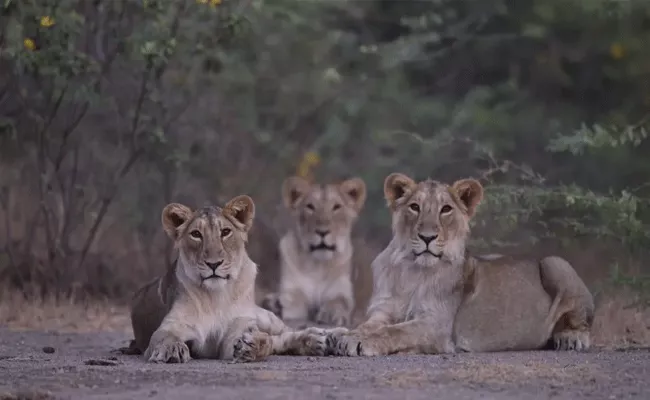 A Man Talk to Lions in Gir Forest Video Viral  - Sakshi