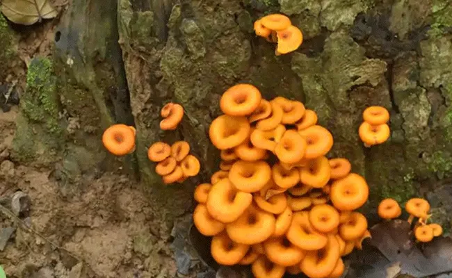 Uttarakhand Forest Department Identifies 34 Wild Mushroom Species - Sakshi