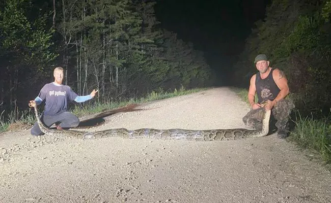 Huge Python Sets New Record In Florida, At 18.9 feet - Sakshi