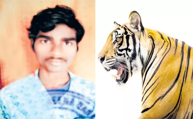 Person Lost Life By Tiger Attack In Mancherial - Sakshi