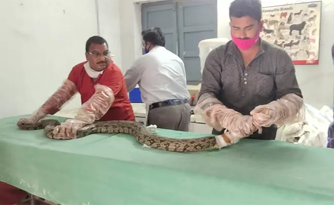 Injured Python Undergoes Treatment After Rescued in Jangareddygudem - Sakshi