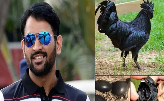 Dhoni Likely To Enter Into Organic Poultry Farming Orders 2000 Chicks - Sakshi