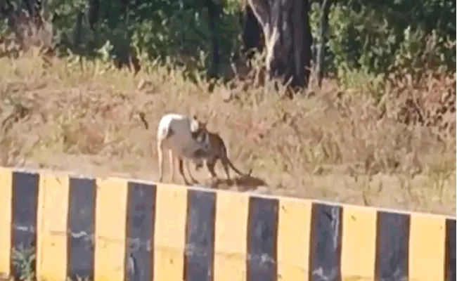 Viral Video Calf Escaped From Tiger Mouth - Sakshi