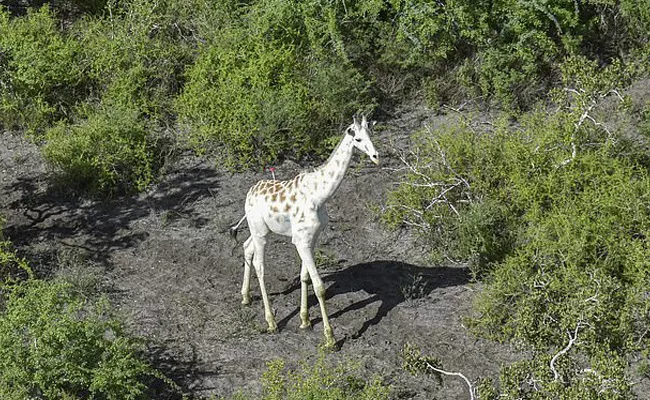 White Giraffe Fitted With GPS - Sakshi