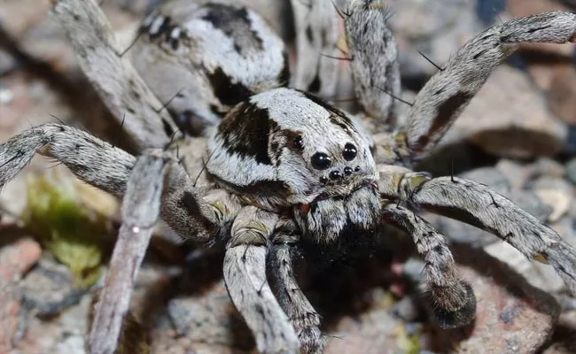 Fox Spider Rediscover in Britain After 27 Years - Sakshi