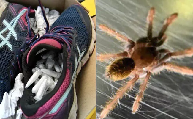 119 Live Tarantulas Hidden Inside A Pair Of Shoes - Sakshi