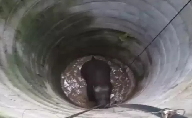 Elephant Falls Into Well In Dharmapuri District Of Tamil Nadu - Sakshi