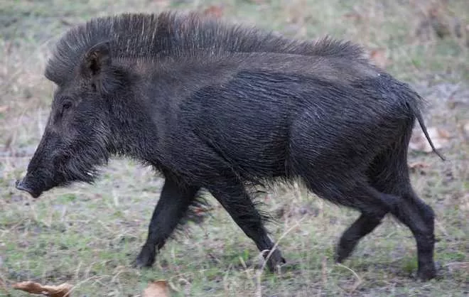 Forest Laws Preventing The Killing of Wild Boar - Sakshi