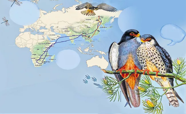 Amur Falcon Couple Fantastic Journey - Sakshi