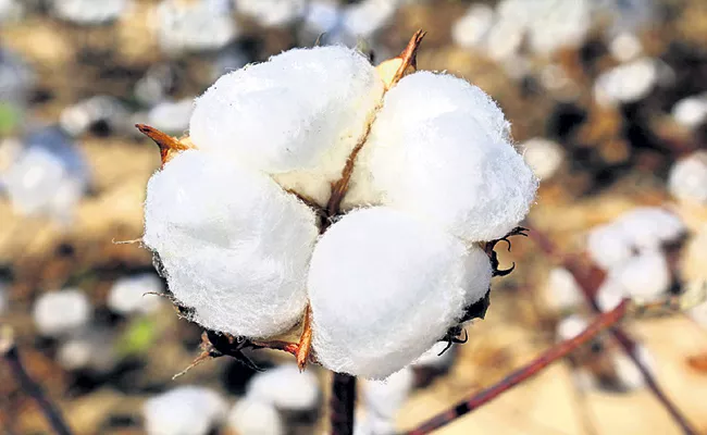 All Cotton Can Be Sold At Once In AP - Sakshi