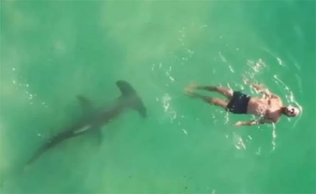 Terrifying Video: Man Swims Near Shark - Sakshi