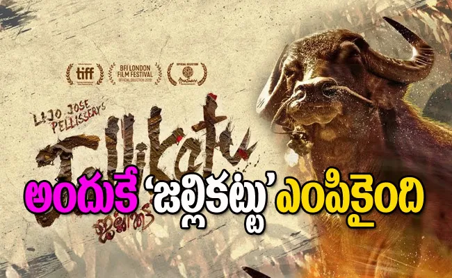 Jallikattu Film Selected India Official Entry For Oscar 2021 - Sakshi