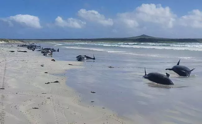 100 Whales Dead In New Zealand After Mass Stranding - Sakshi