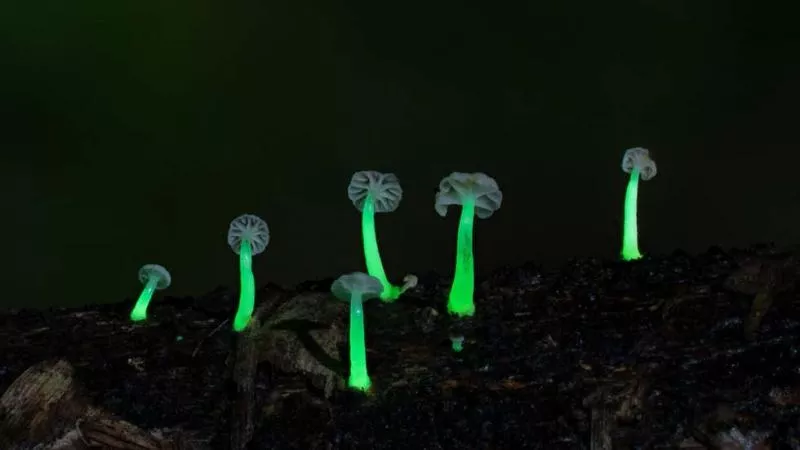 Glowing mushrooms found in the bamboo forest of Northeast India - Sakshi