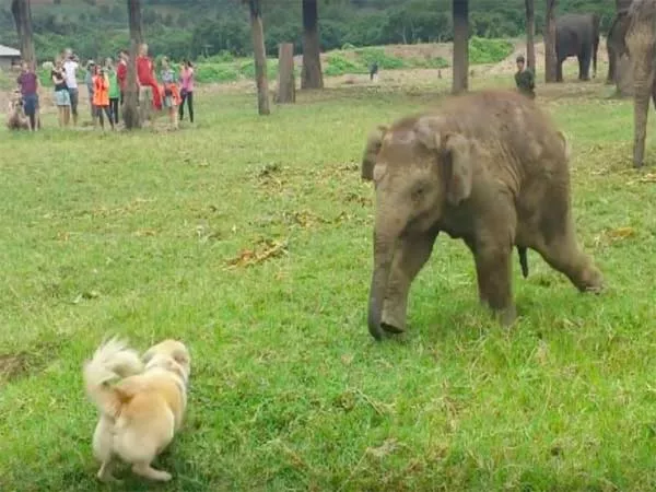 Viral: Baby Elephant Plays With Dog Video - Sakshi