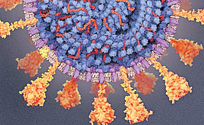 Human Fat System Affected To Collapse By Coronavirus - Sakshi