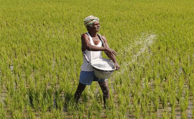 Rabi Cultivation Reached One Lakh Hectares In 15 days - Sakshi